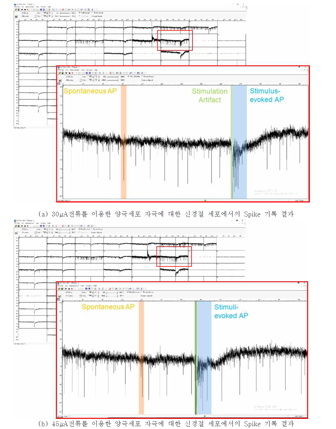 양극 세포 자극용 전극을 이용한 in-vitro 전기 자극 실험 결과