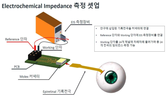 토끼 안구 공막 절개 과정