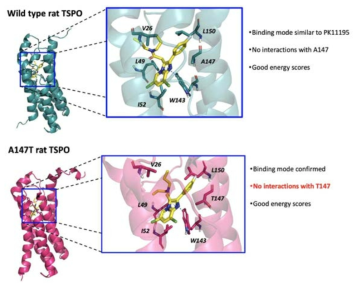 TSPO 야생형 랫뜨에서의 신규 TSPO 표적 리간드의 결합부위(위)와, T147 돌연변이 TSPO 랫뜨에서의 TSPO 표적 리간드의 결합부위(아래)