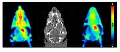 C-11 PBR28(좌측)과 신규 TSPO 표적 리간드(우측)의 뇌신경염증 동물모델에서의 PET 영상