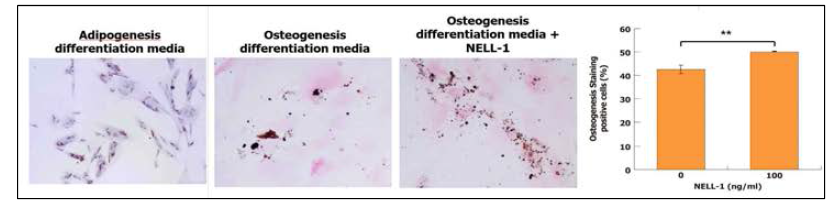 Osteogenic and adipogenic differentiation potential of PSCs