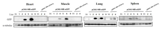 형질전환마우스 여러 라인들의 조직별 GFP 단백질 발현 확인