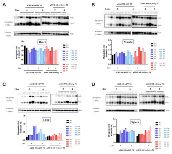 심장, 근육, 폐, 비장 마이오글로빈 단백질 발현