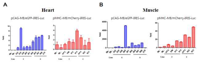 심장, 근육 마이오글로빈 mRNA 발현