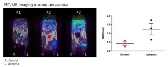 허혈성 동물모델에서 F-18-FDG를 이용한 PET영상 확인