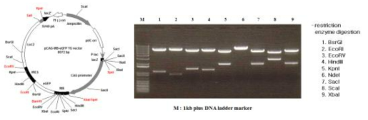 pCAG-Mb/eGFP-Luc 플라스미드 제작 및 제한효소로 절단한 후 DNA 크기확인