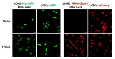 pCAG-Mb/eGFP-IRES-Luc와 pMHC-Mb/mCherry-IRES-Luc를 이입한 각각의 세포주에서 형광신호 관찰