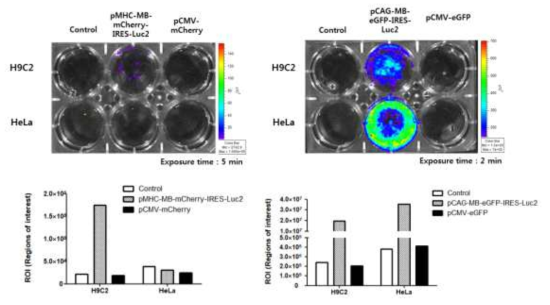 pCAG-Mb/eGFP-IRES-Luc와 pMHC-Mb/mCherry-IRES-Luc를 이입한 각각의 세포주에서 발광신호 관찰