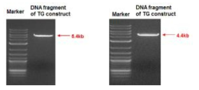 microinjection용 pCAG-Mb/eGFP-IRES-Luc(왼쪽)와 pMHC Mb/mCherry-Luc(오른쪽)의 DNA fragment 확인