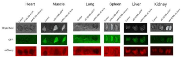 심장, 근육, 폐, 비장, 간, 신장 조직에서의 GFP 와 mCherry 형광 세기 확인