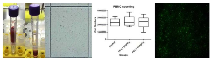 동물로부터 면역세포(PBMC)의 채취하고 정량화(군당 n=6)함. 또한 형광 나노입자 라벨링 수행함