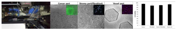 랩온칩 내부에 각각의 세포들을 적용하여 배양하고 이들의 생존율을 분석하였고 랩온칩 내부에서 생존이 잘됨을 확인하였음