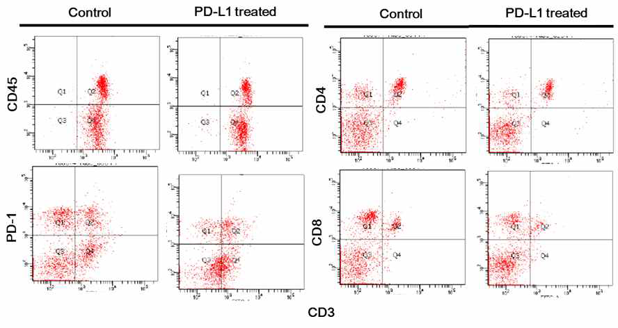 면역 관문 억제제 투여되지 않은 암동물 모델과 투여된 암동물모델에서 채취한 면역세포들의 profliing 결과/ T-cell 구성 비율이나 활성 마커들의 발현양상에 별다른 차이가 없음을 확인함