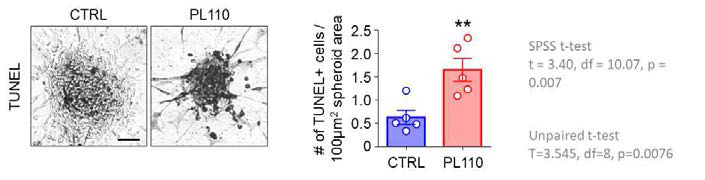 TUNEL assay 결과 PLL110 투여한 군의 면역세포들이 랩온칩의 암억제 능력이 뛰어남을 확인하였음