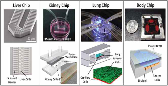 생체 장기를 모사하는 랩온칩 기술이 발달되고 있고 의학 분야의 연구에도 랩온칩 기술이 적용되고 있음. Lab on a chip 2012