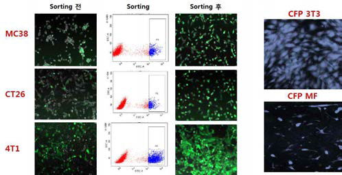 GFP 발현 암세포주와 CFP 발현 섬유아세포주의 수립