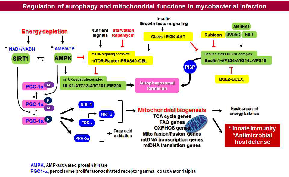 미토콘드리아와 자가 포식 작용 활성 조절 결핵균 병인 기전 연구