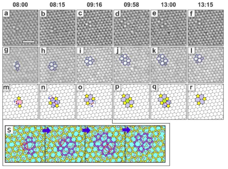 Bilayer graphene에서 divacancy의 migration과 reconfiguration. (a-f) 시간순서에 따라 배열된 FFT reconstructed 된 TEM 이미지. (g-i) (a-f)의 maximum filtered 이미지. Non-hexgonal ring이 파란색 다각형으로 표시되어 있다. (m-r) (a-f)에 해당하는 원자 모형. 회전을 하는 원자가 빨간색과 화살표로 표시되어 있다. (s) (m)에서 (o) 로의 구조 변화를 나타내는 분자동역학 전산모사의 스냅 샷. 빨간색 원으로 표시되어 있는 원자가 다음 단계에서 회전을 하는 원자이다