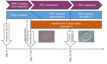 Episomal vector를 이용한 말초혈액 유래 역분화줄기세포 (iPSC)제작 프로토콜