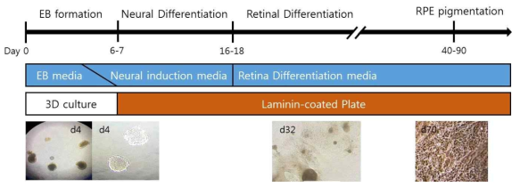 망막색소상피세포(RPE)분화 프로토콜. 프로토콜 아래 사진은 시기별 분화 된 모습