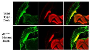 dtr 돌연변이에서의 신경전달물질의 비정상적인 분포 (녹색 = histamine, 빨강 = CSP, 시냅스 소포체)가 돌연변이 초파리가 어리거나, 빛이 없는 환경에서 자라면 사라짐
