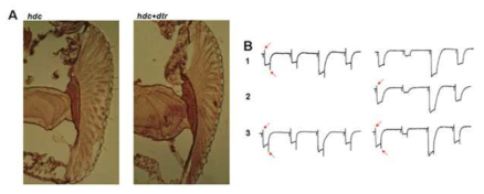 신경전달 물질인 histamine 의 재활용 기전 연구. (A) 외부 histamine을 섭취 할 경우 hdc와 hdc-dtr 돌연변이 모두 정상적으로 시냅스 부위에 histamine이 축적됨. (B) hdc 돌연변이의 경우 바로 정상적인 시냅스 활동 (ERG에서의 On-/Off-transient response, red arrows)을 보임 (B1, 섭취 후 1시간 뒤), hdc-dtr 돌연변이의 경우 축적된 histamine이 바로 시냅스 활동에 관여하지 못하고 4시간 후 (B2) 또는 20시간 후 (B3)에 시냅스 활동이 관찰됨
