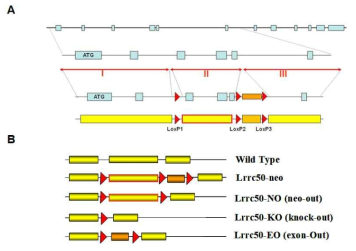 LRRC50 유전자 conditional knockout 생쥐 제작. (A) LRRC50의 genomic structure. 파란 상자=exon, 오렌지 상자=네오마이신 저항 유전자, 빨간 삼각형=loxP 염기서열. (B) 다른 Cre를 이용한 LRRC50의 knockout 생쥐의 종류