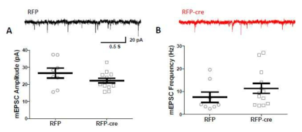 Measurement of quantal size; postsynapse에 존재하는 glutamate receptor수의 변화 혹은 synaptic vesicle 안에 있는 glutamate의 농도 혹은 그 양의 변화를 관찰함. A. mEPSC의 크기 변화 측정. receptor 수 혹은 vesicle에 존재하는 glutamate의 농도나 양 변화가 없음. B. mEPSC의 빈도 변화 측정. 활동하고 있는 synapse의 수의 변화가 없음