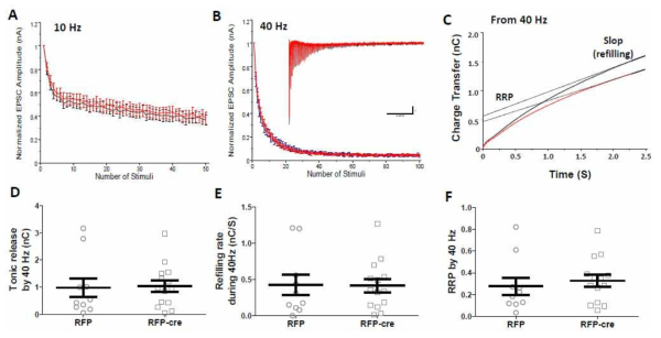 Short-term plasticity를 10Hz와 40Hz에서 측정함. A. 10Hz에 의한 EPSC 크기의 변화를 측정. 차이가 없음. B. 40Hz에 의한 EPSC 크기의 변화를 측정. 차이 없음. B. 40 Hz동안 trace를 시간으로 적분함. 1) 기울기는 40Hz동안 베지클들이 얼마나 빨리 refilling이 일어나는지를 알 수 있는 계산 방법임. 2) Y축에서 만나는 시간이 40Hz동안 release된 vesicle의 수를 나타냄. C & E. 40Hz 동안 vesicle의 refilling 속도를 측정. 차이를 볼 수 없음. F. 40Hz에 의해서 release된 priming vesicle의 수. 차이가 없음