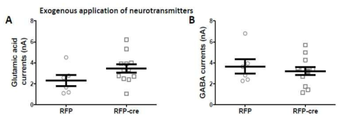 신경세포 전체에 존재하고 있는 functional glutamate and GABA receptor의 양을 측정함. 대조군에 비해 통계학적으로 차이가 없음