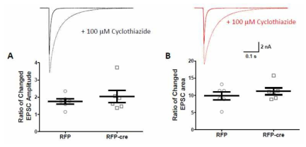 Measuring the degree of desensitization for glutamate receptors. 리셉터의 수의 변화 혹은 베지클안에 있는 glutamate의 양 혹은 농도의 변화에 따라 리셉터의 desensitization 정도가 변화함. 이러한 glutamate receptor의 desensitization를 약리학적으로 막기 위해 Cyclothiazide를 처리함. Cyclothiazide처리 전후 크기 혹은 면적의 변화를 볼 수 없음