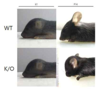 LRRC50 녹아웃 마우스 표현형. LRRC50 녹아웃 생쥐의 경우 머리 크기가 작음