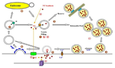 시냅스 전달 과정. 시냅스전 과정은 크게 두 가지의 과정으로 나뉨. 하나는 시냅스 소포체의 재활용과 신경물질의 재흡수이며, 소포체의 재활용은 (1) 소포체 충전, (2) 소포체 풀 (pool)의 충전과 보관, (3) 도킹 (docking), (4) 프라이밍 (priming), (5) 소포체의 융합 (fusion, exocytosis), (6) 소포체의 흡입 (endocytosis), (7) 소포체의 산성화 (acidification), (8) 엔도좀 (endosome)을 통한 재활용임. 신경물질의 재흡수 과정은 (a) 신경물질의 합성, (b) 소포체로의 충전, (c) 소포체와 같이 이동, (d) 신경물질의 분비, (e) 시냅스후 세포의 수용기 활성화, (f) Transporter를 통한 재흡수 (reuptake), (g) 소포체 transporter를 통한 재충전 등이 있음