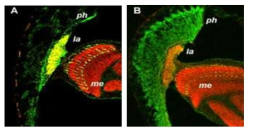 신경전달 물질의 분포 (녹색, histamine)와 시냅스 소포체의 위치 (빨강, CSP). (A) 야생형 초파리에서는 신경전달 물질이 시냅스 지역 (la = lamina)에만 존재하지만, (B) 초파리의 돌연변이에서는 눈 감각세포지역 (ph = photoreceptor)에서도 존재함. 신경전달 물질이 시냅스 소포체 안에 있지 않음을 알 수 있음. me = medulla