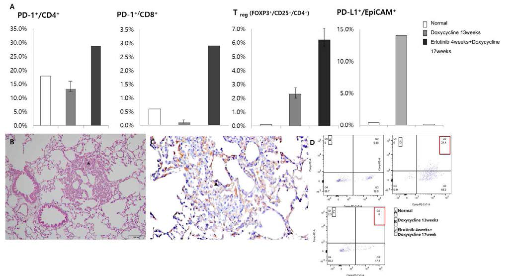 EGFR 변이 폐암 동물 모델의 면역 미세 환경 분석. EGFR 변이 폐 종양 발생 시 종양 의 PD-L1과 FOXP3+ Treg 증가하며 TKI 4주 처리 후 종양의 PD-L1 은 감소하나, PD-1/CD4 T 림프구 및 FOXP3+Treg은 오히려 증가함. Erlotinib 4주 처리 후 잔여 종양 HE(B) 및 FOXP3 염색(C) PD-L1의 발현 FACS(PE-Cy: Epicam,PE-A: PD-L1)