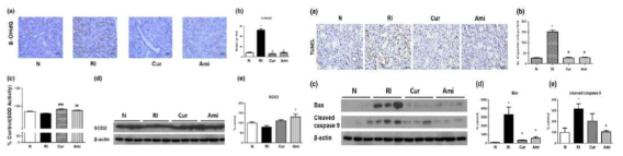 Curcumin 처리에 따른 타액선 조직에서의 산화적 스트레스기인 DNA 손상, 세포사멸억제 효과 및 관련 단백질 발현 변화 확인