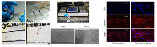 관류배양시스템을 이용한 타액선 도관세포 배양 및 connexin 43 발현확인