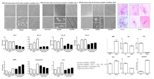 2차원 및 3차원 배양조건에 따른 타액선 도관세포의 형태 및 관련 유전자 확인