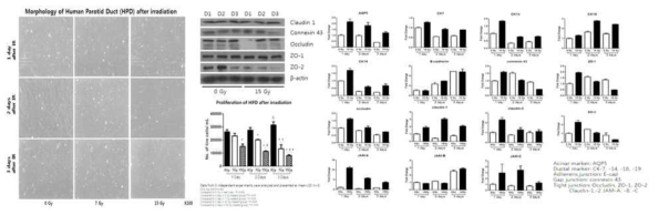 방사선 노출에 따른 도관세포 junction protein 발현 변화 확인