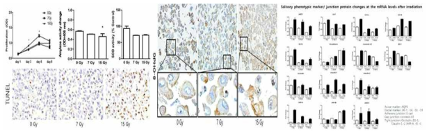 방사선 노출에 따른 타액선 도관세포 기능, 세포사멸 및 유전자발현 변화