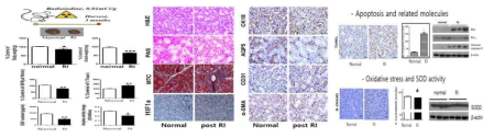 방사능 기인 마우스 타액선 손상 및 관련기작 확인