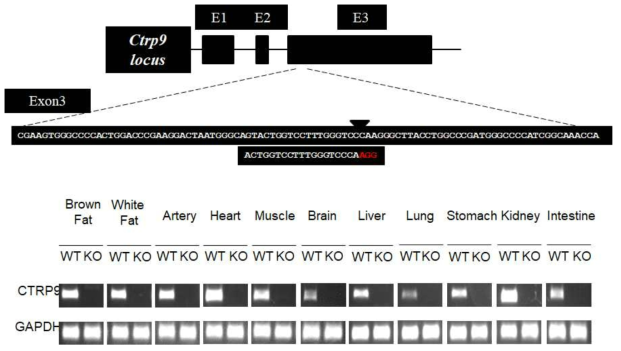유전자가위를 이용하여 CTRP9 knockout 마우스모델 제작