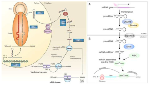 MicroRNA 합성과정