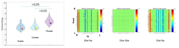 정상발달쥐에서 발달에 따른 볼륨엔트로피 변화와 Edge capacity