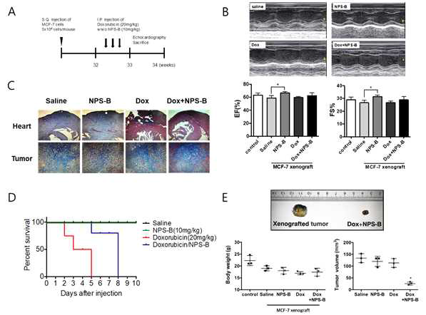 NPS-B/독소루비신의 유방암세포 (MCF-7) 이종이식 쥐에서의 효과. 사람의 유방암 세포인 MCF-7을 NOD/SCID (F)에 이식한 후 32주간 키워서 직경 1.5cm의 이식암조직을 얻음. 심장초음파 측정시, NPS-B 처리군이 정상군에 비해 좌심실구혈률 (ejection fraction, EF%)과 분획단축률 (fractional shortening, FS%)이 향상됨. 심장 및 이종이식된 암조직의 Masson’s trichrome 염색시, 심장에서 독소루비신에 의해 나타 나는 섬유증 (그림의 파란색 부분)이 NPS-B에 의해 감소함. 독소루신만 투여한 개체는 5일안에 전부 사망하 였으나 NPS-B/독소루비신을 투여한 개체는 8일까지 생존하였음. NPS-B 만을 투여한 개체들은 대조군과 같 은 기간동안 생존함. NPS-B/독소루비신을 함께 투여했던 군의 이종이식 암조직의 직경이 대조군의 암조직 비해 크기가 줄어듦