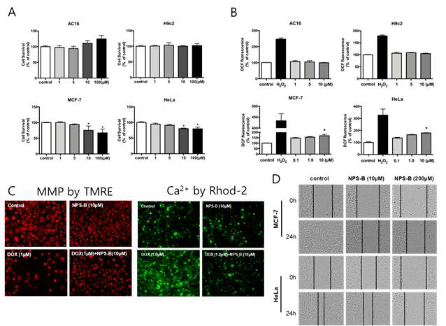 농도별 NPS-B의 심근세포 및 암세포에서의 세포활성, 활성산소변화, 독소루비신과 함께 처리시에 나타나는 심근세포의 미토콘드리아 막전위변화 및 심근세포내 Ca2+ 이동 변화. 심근세포에서는 NPS-B에 의해 세포활성과 세포내 활성 산소가 크게 변하지 않으나 암세포의 경우 세포활성과 세포내 활성산소가 증가함. NPS-B를 독소루비신과 같이 처리했을 때 독소루비신에 의해 감소한 심근세포내의 막전위가 다시 증가함 (그림2C). NPS-B를 독소루비신과 같이 처리했을 때 독소루비신에 의해 세포내로 확사되었던 Ca2+가 대조군과 같은 정도로 감소함. 한편, 암세포의 이동분석에서 NPS-B 은 암세포의 이동을 농도별(10μM 및 200 μM)로 방해하는 것을 나타남
