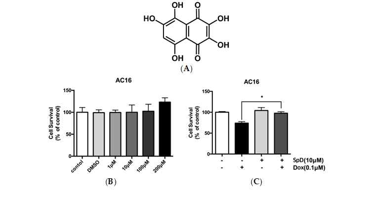 AC16 사람심근세포에 Spinochrome D (SpD)를 처리하였을 때 SpD는 독소루비신의 독성으로부터 심근세포를 보호함