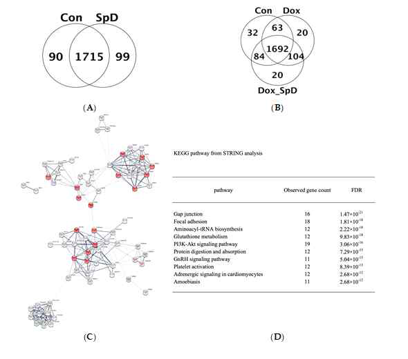 SpD를 AC16 심근세포에 처리 후 LC-MS/MS를 사용하여 단백체분석을 하였음. STRING 프로그램을 사용한 네트워크 분석을 하였을 때 나타나는 미토콘드리아 단백질들을 RED로 표시하였음