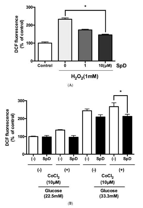 SpD는 H2O2 와 CoCl2를 처리한 AC16 심근세포에서 증가한 활성산소(ROS, reactive oxygen species)를 감소시키는 작용을 함