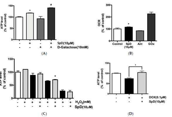SpD는 AC16 심근세포에서 ATP와 산소소모량을 늘리며, 0.1, 0,1 1mM H2O2에서 ATP 감소를 막아줌. 또한, 독소루비신에 의해 감소한 ATP생산을 복원시킴